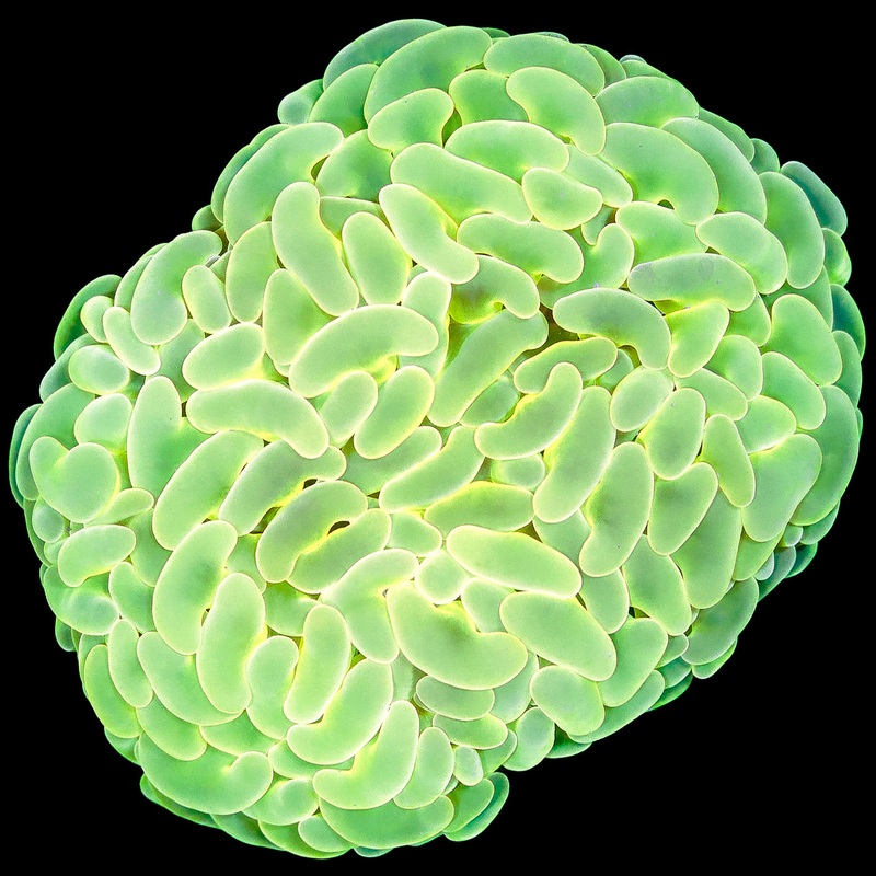 Lemon Lime Hammer Coral Colony