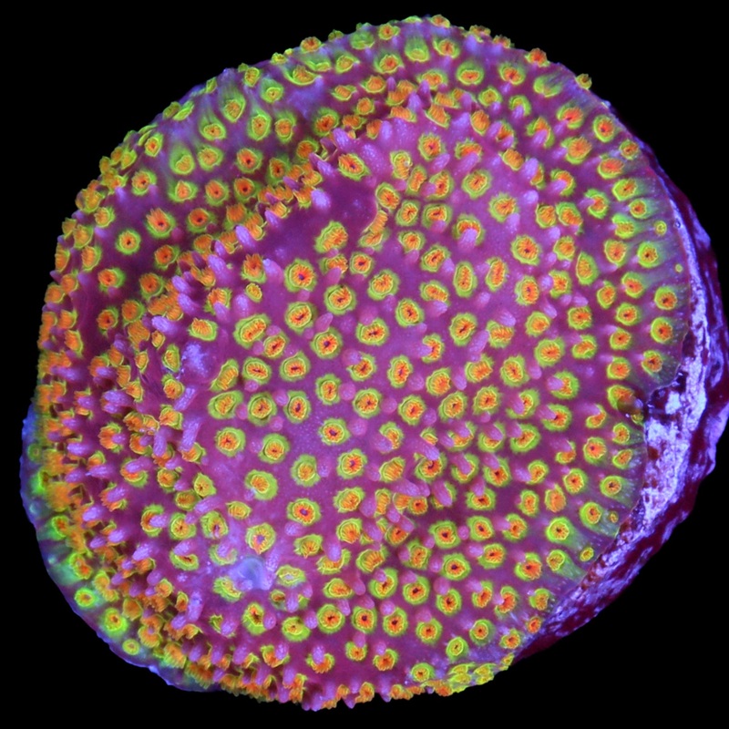 Looney Tunes Stylocoeniella Coral