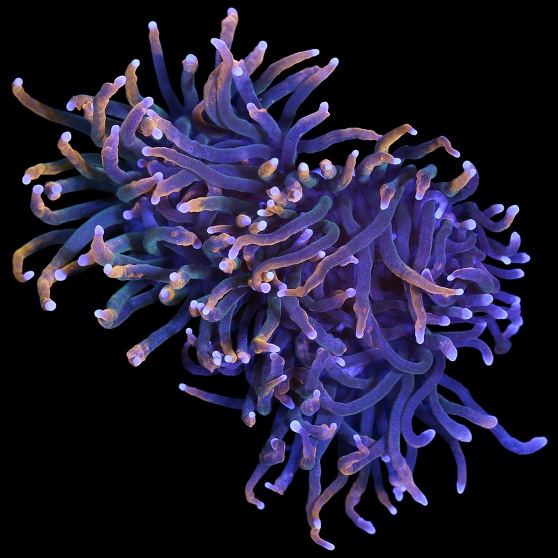 Malaysian Gold Torch Coral