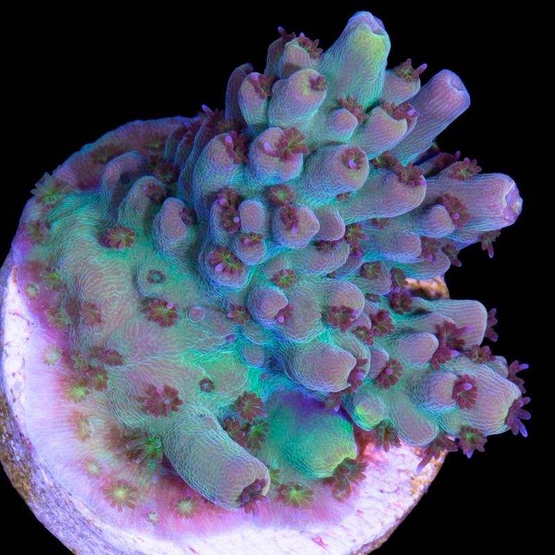 Mystery Acropora Coral