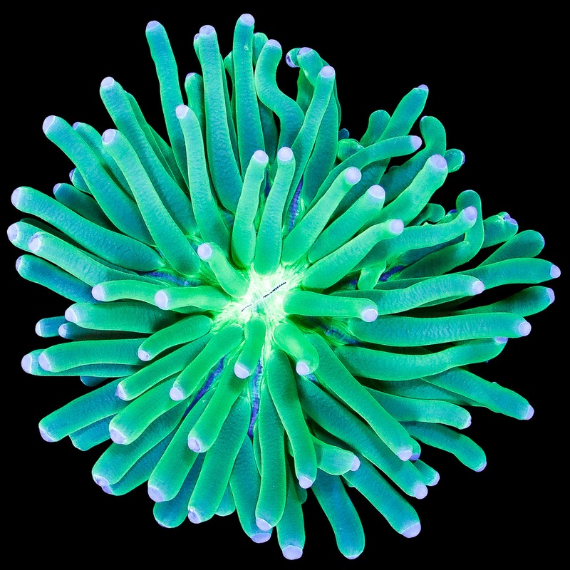 Neon Aussie Heliofungia Plate Coral