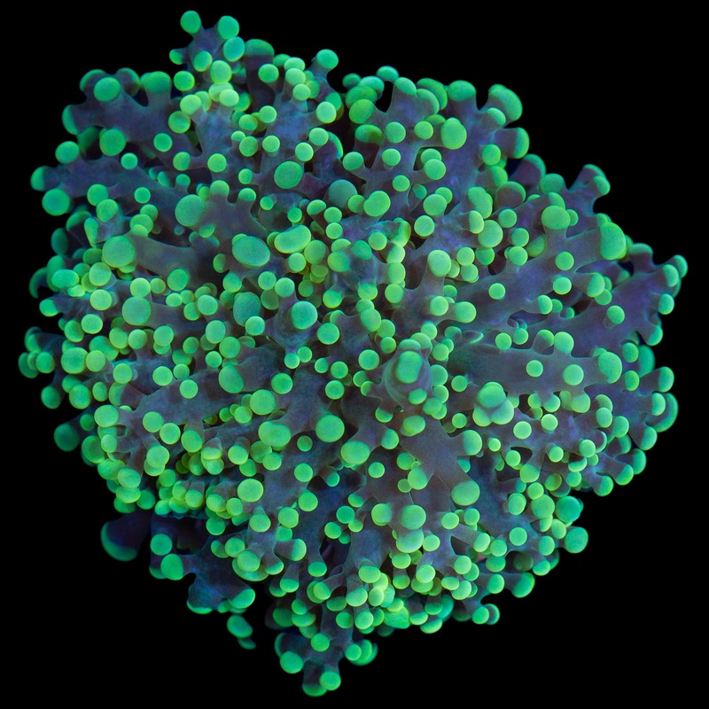 Neon Green Branching Frogspawn Coral