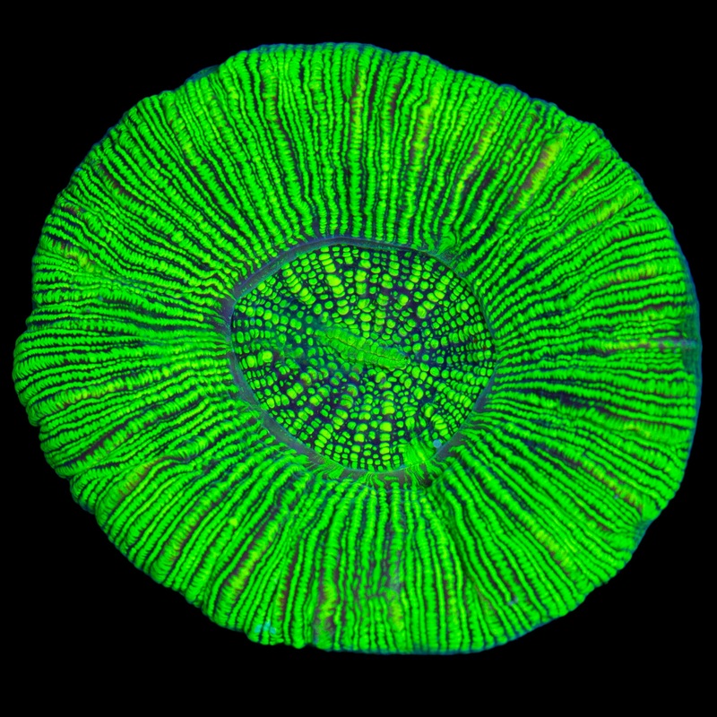 Neon Green Trachyphyllia Coral