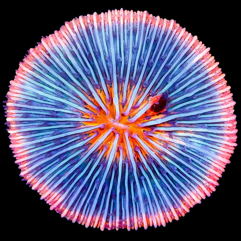 Orange Rim Fungia Plate Coral