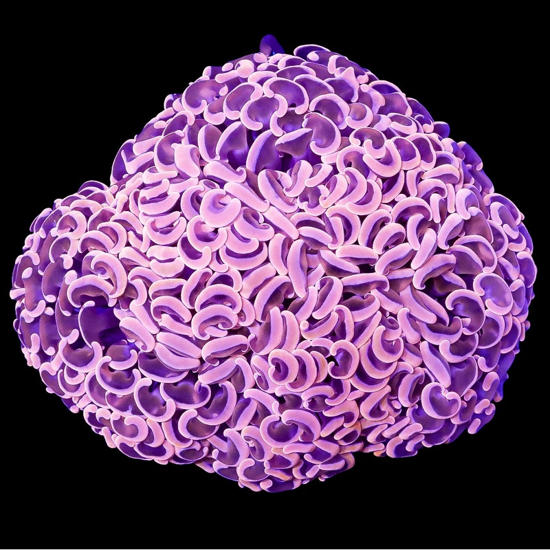 Pink Aussie Hammer Coral Colony