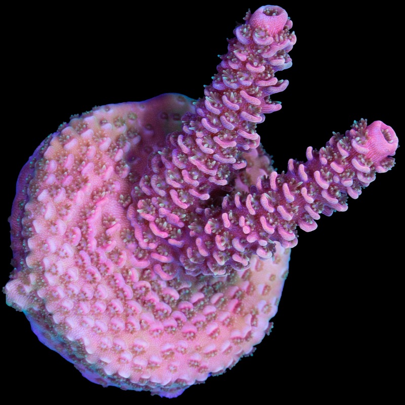 Pink Millepora Acropora Coral