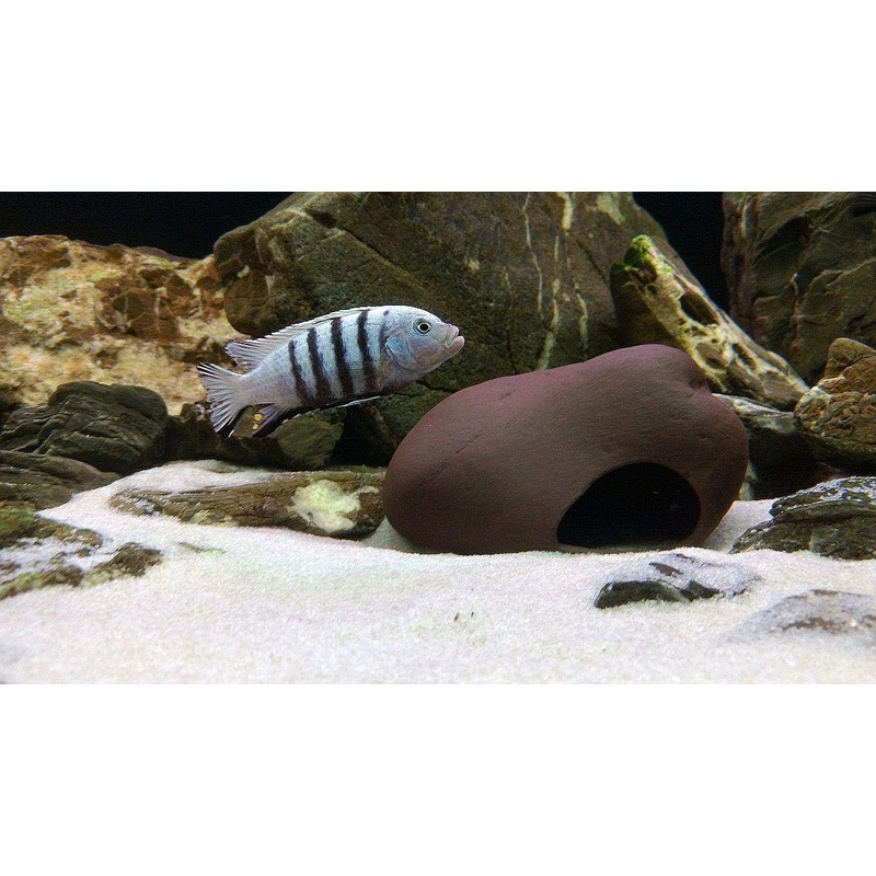 Pleco Ceramics Cichlid Stone - Small