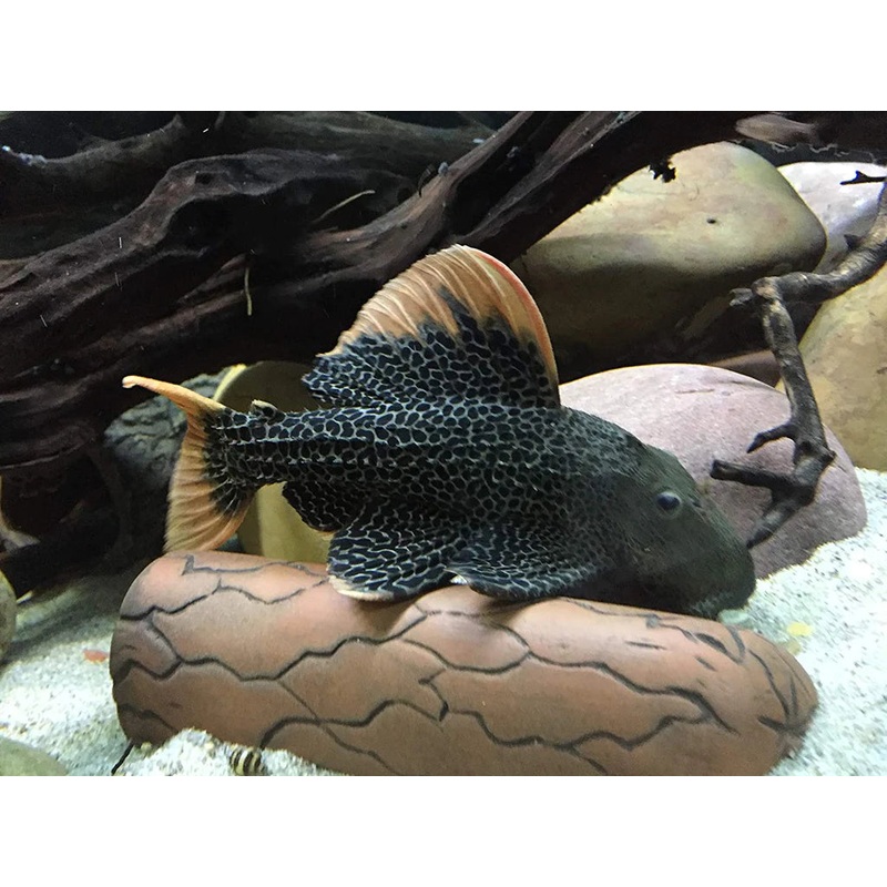 Pleco Ceramics Pleco Cave - Large