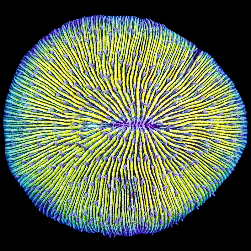 Purple Rim Fungia Plate Coral