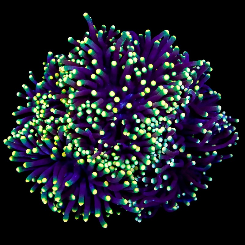 Rasta Torch Coral Colony