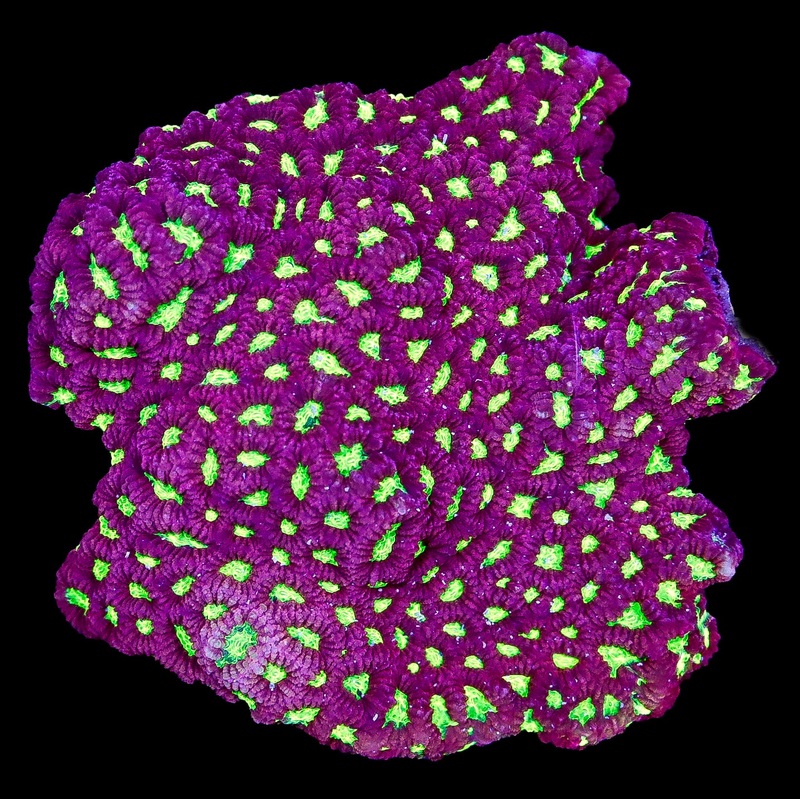 Red & Green Favites Coral Colony