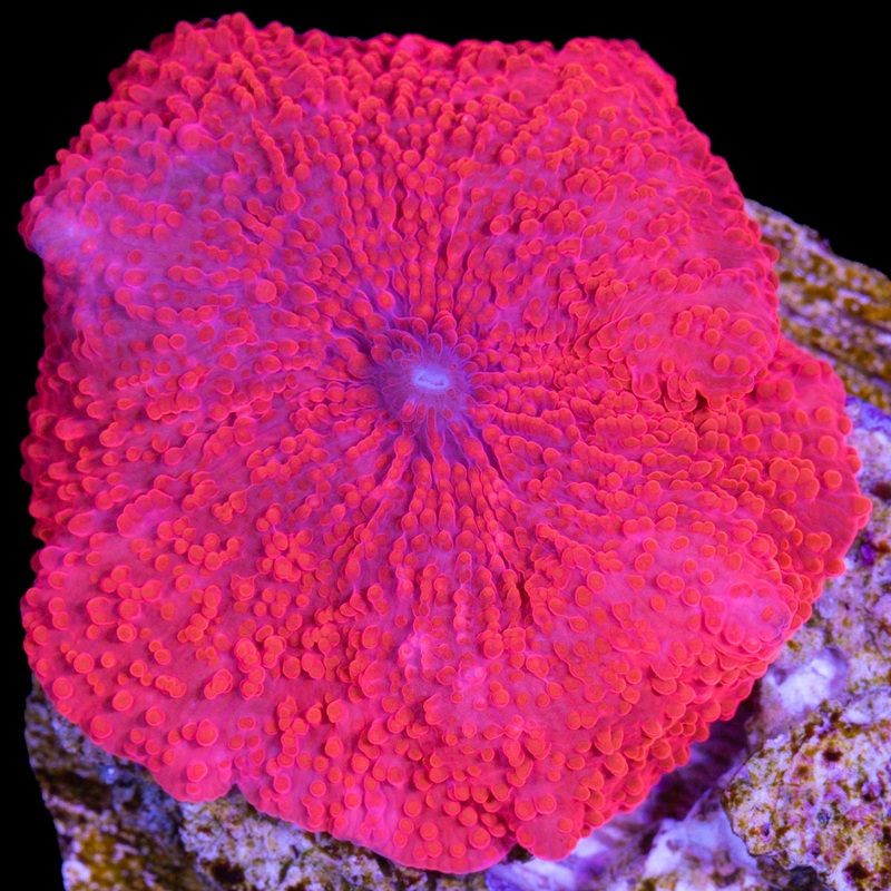 Red Hot Aussie Mushroom