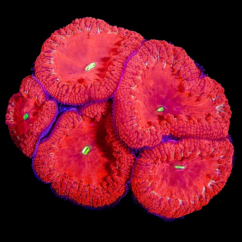 Red Hot Blastomussa Wellsi Coral Colony
