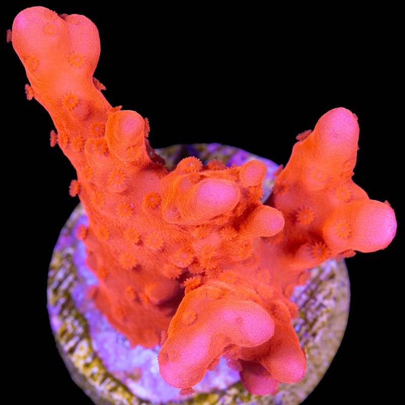 Red Montipora Setosa Coral