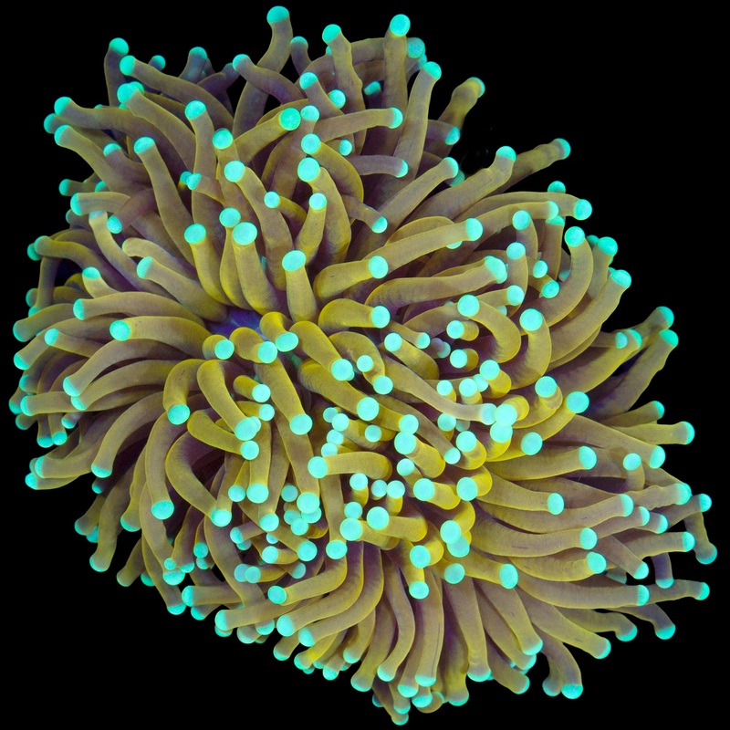 Sun God Torch Coral