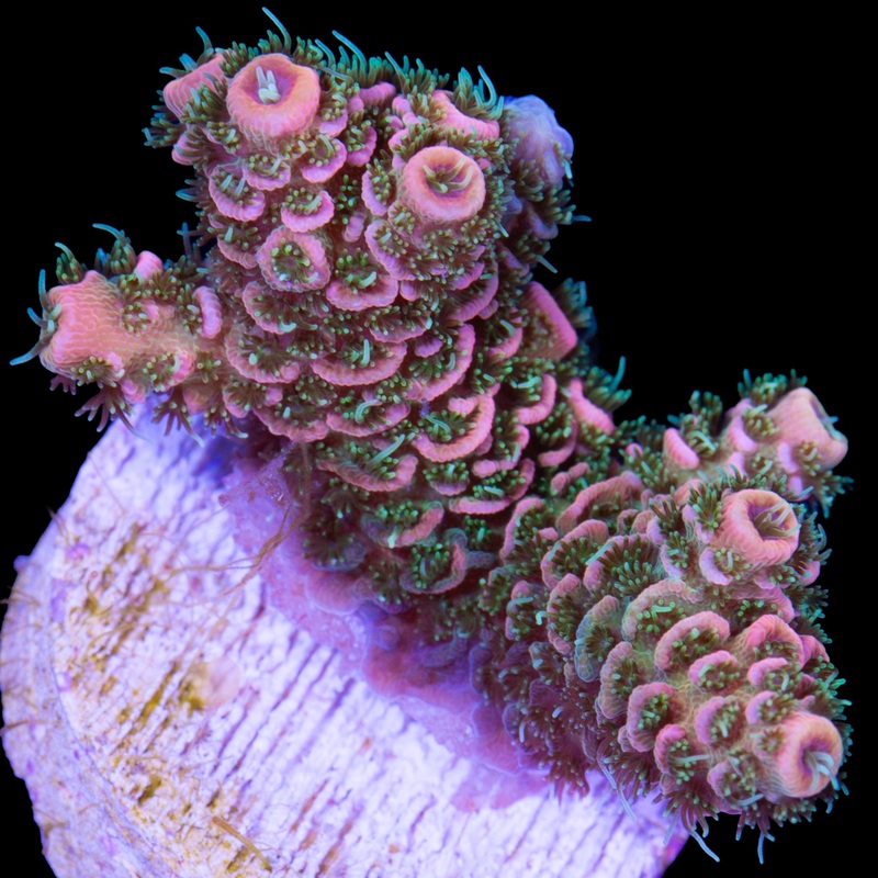 Tangerine Millepora Acropora Coral