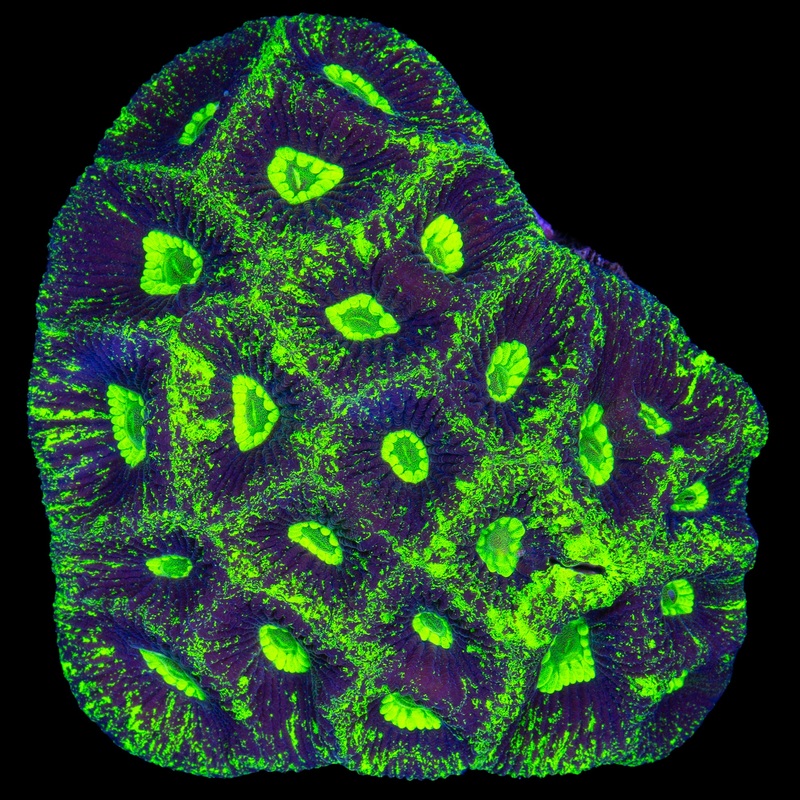 Toxic Splatter Goniastrea Coral Colony