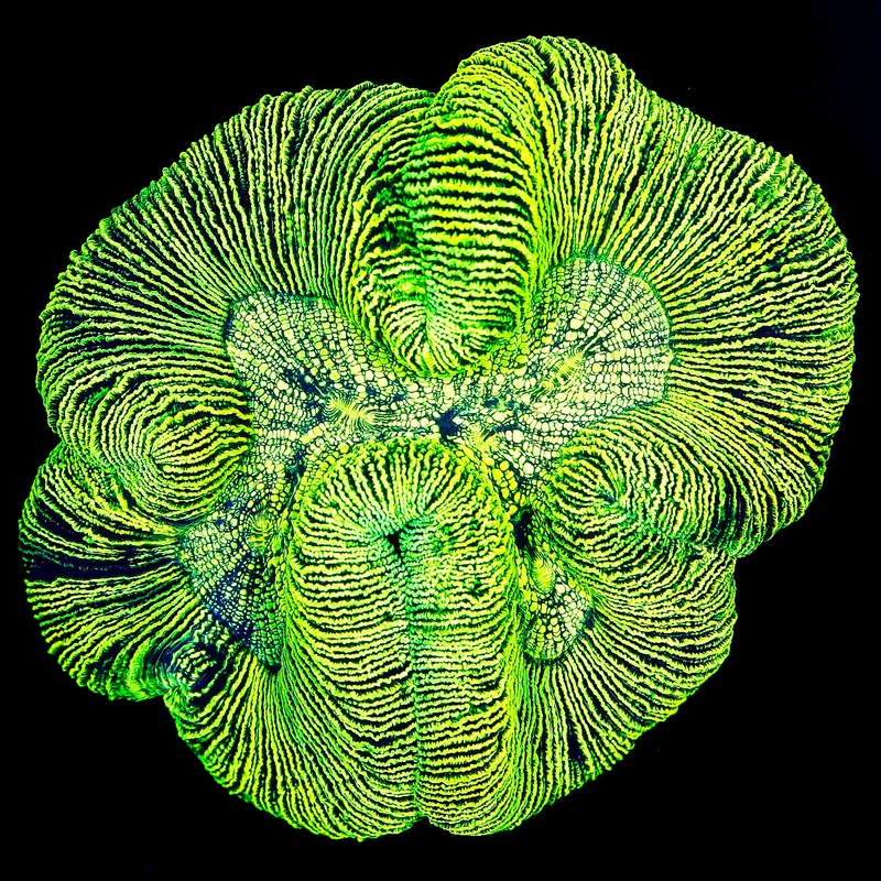 Toxic Trachyphyllia Coral