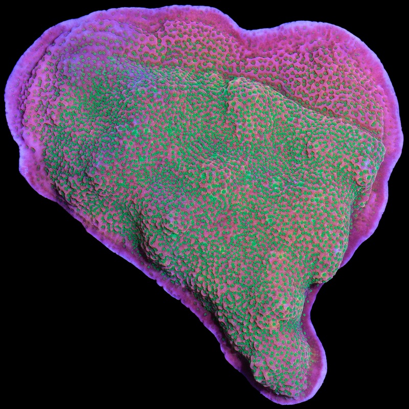 Tropic Thunder Montipora Colony - Aquacultured