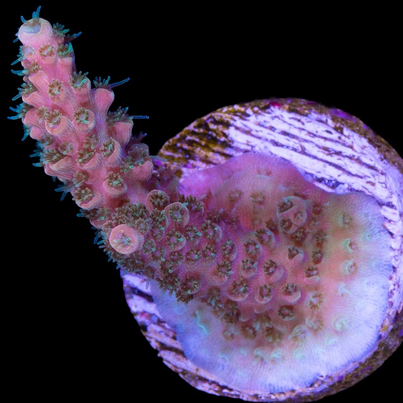 Twilight Glow Acropora Coral