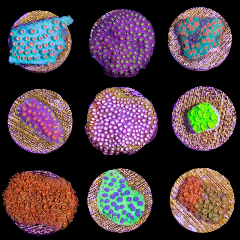 Ultimate Cyphastrea Frag Pack - 6 Frags