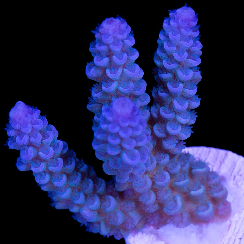 Ultra Blue Tenuis Acropora Coral