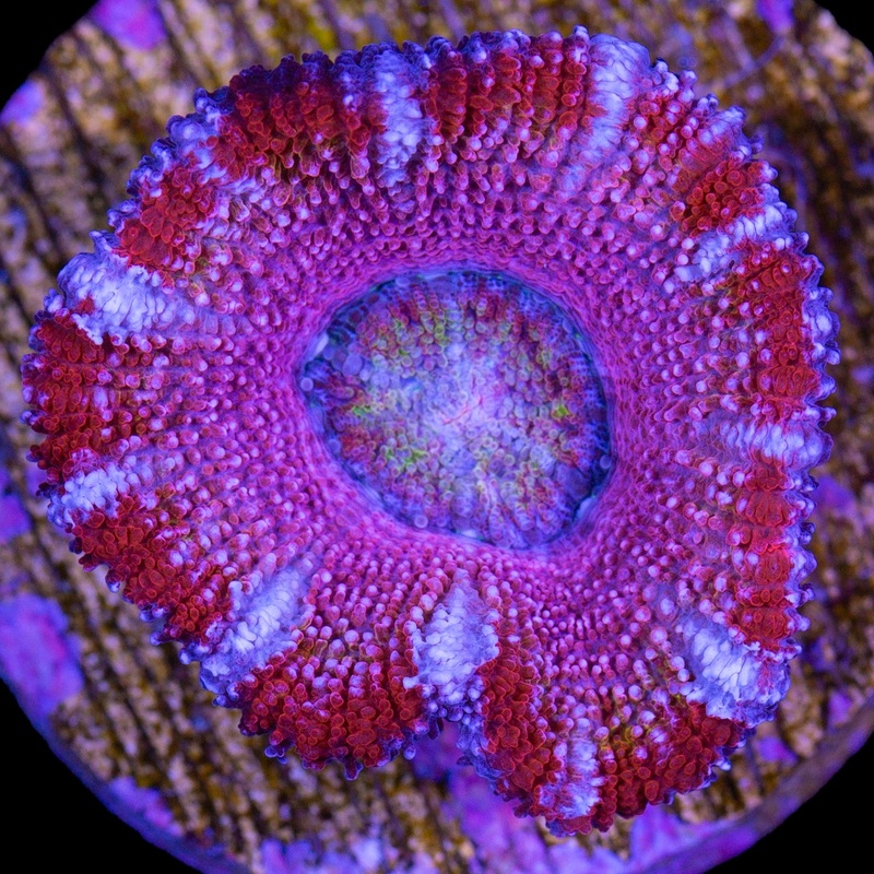 Valentines Acan Lord Coral