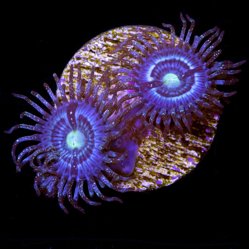 Vivid's Blue Bells Zoanthid Coral