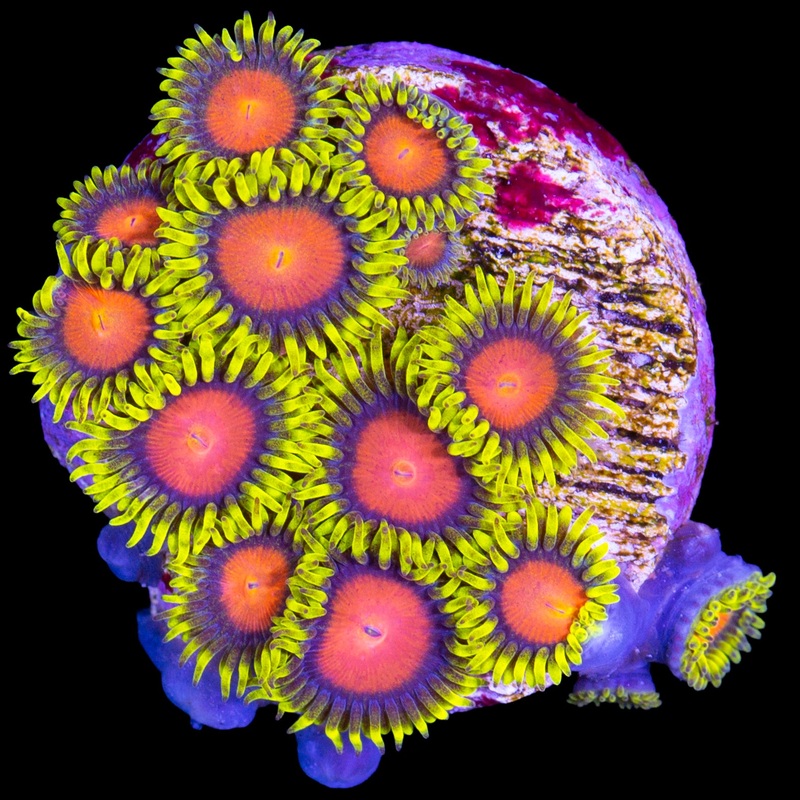 Vivid's Dragon Eye Zoanthids