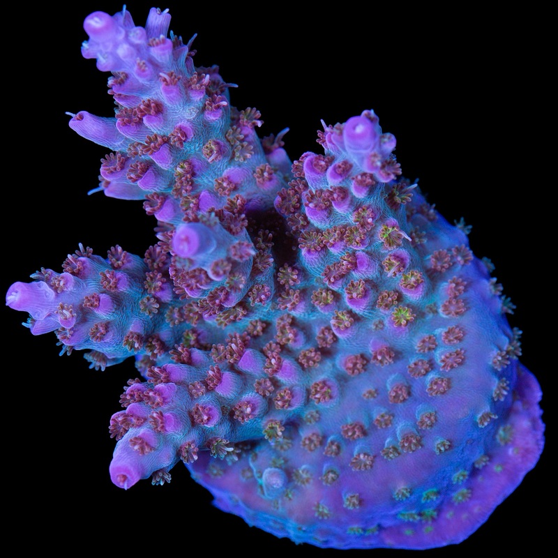 Vivid's Royal Flush Acropora Coral