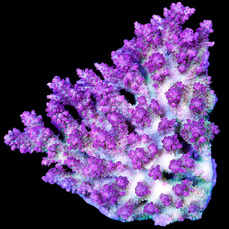 XL Ultra Aussie Acropora Coral Colony