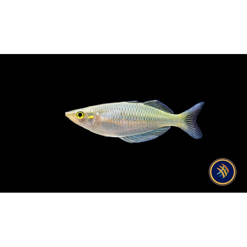 Ajamaru Lakes Rainbowfish (Melanotaenia ajamaruensis) 8cm