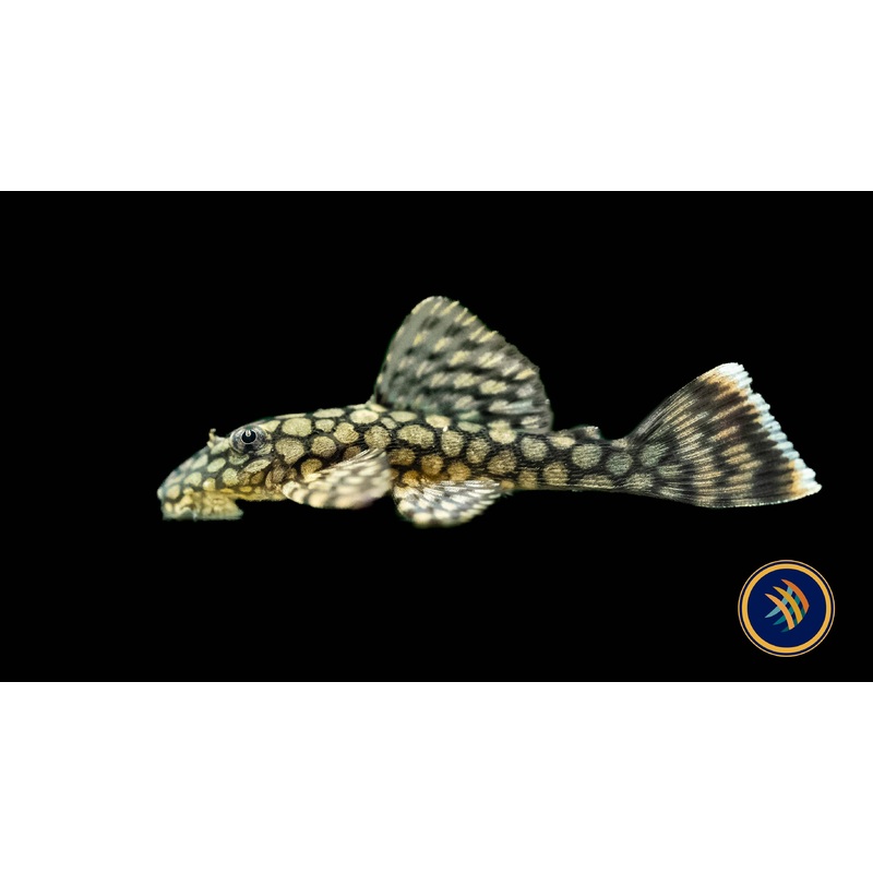 Ancistrus Wabenmuster Pleco (PlecoCeramics)