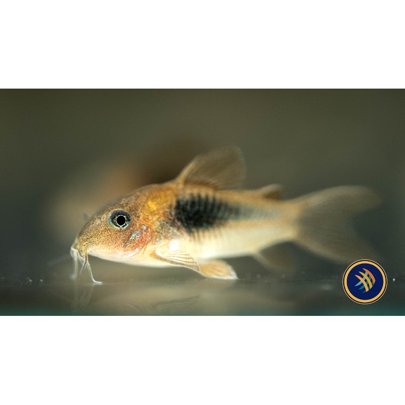 Bronze Corydoras 3-4cm