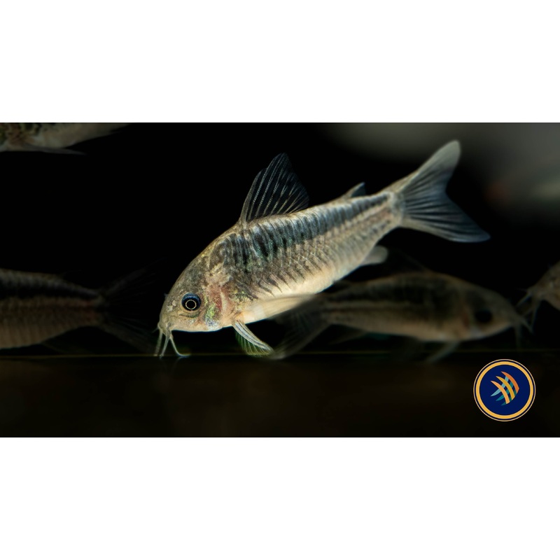 Corydoras Elegans 3-4cm