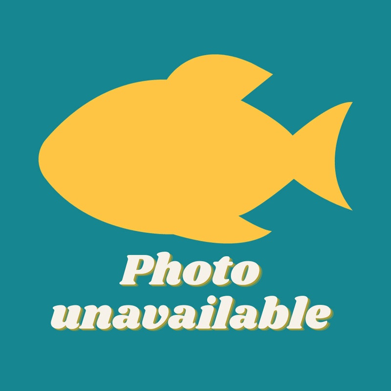 Corydoras Loxozonus (Aquarium Glaser)