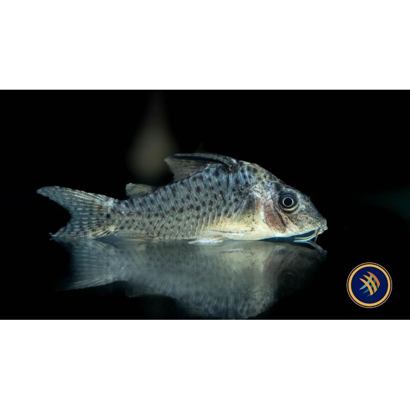 Corydoras melanistus (Spotted Cory)