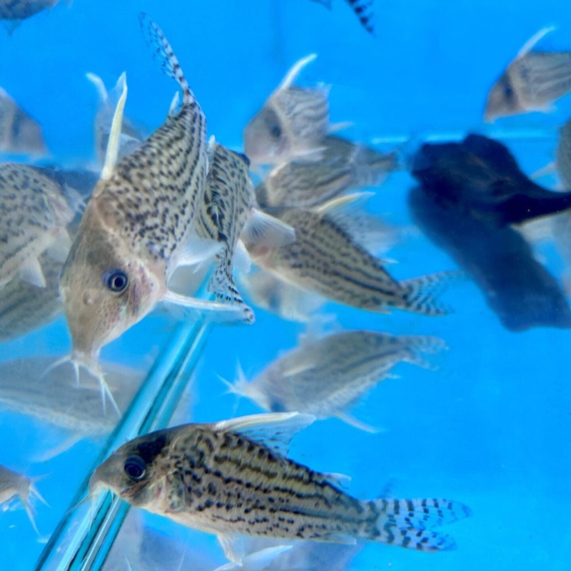 Corydoras Schwartzi  Large / XL Aquarium Glaser