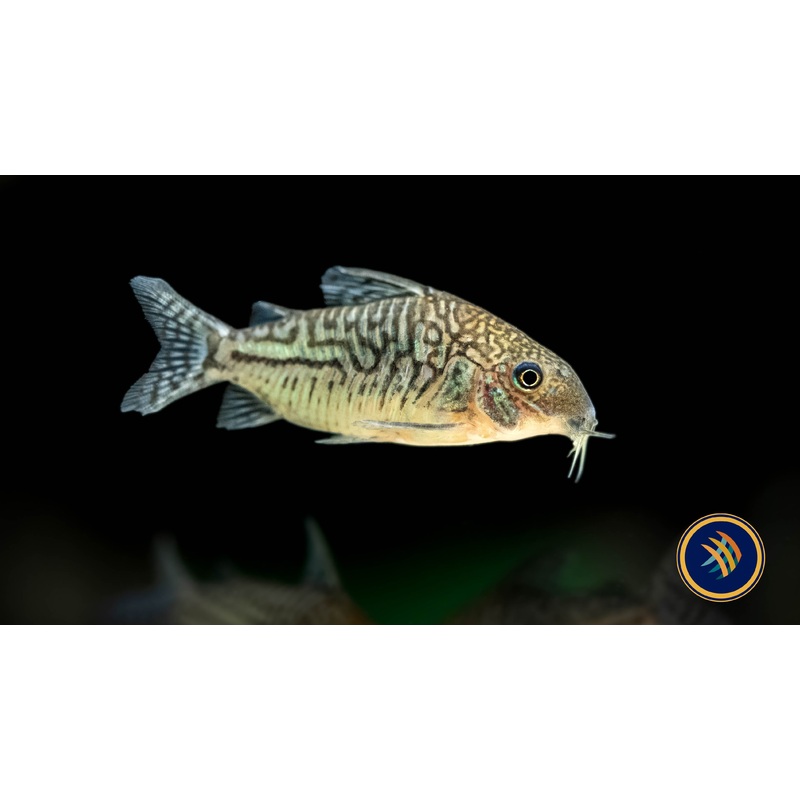 Corydoras Sodalis