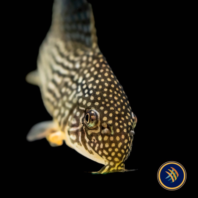 Corydoras Sterbai
