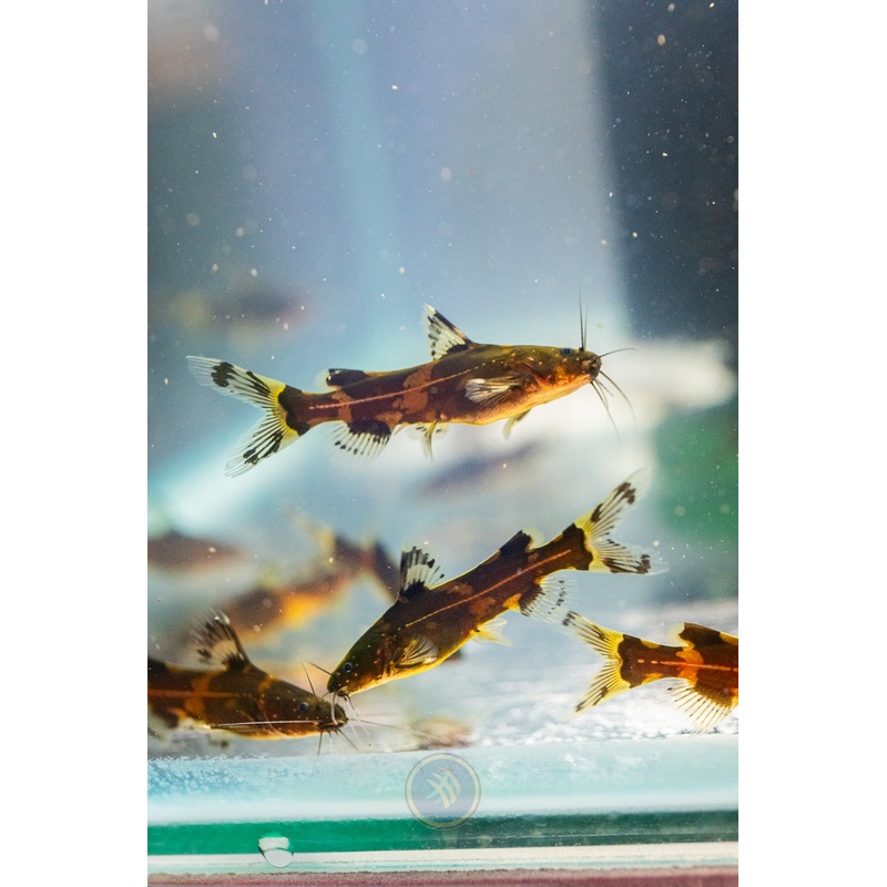Dwarf Borneo Bumblebee Catfish (Pseudomystus funebris)