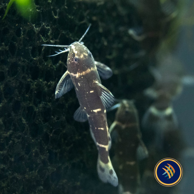 Dwarf Synodontis Catfish (Microsynodontis batesii) Aquarium Glaser