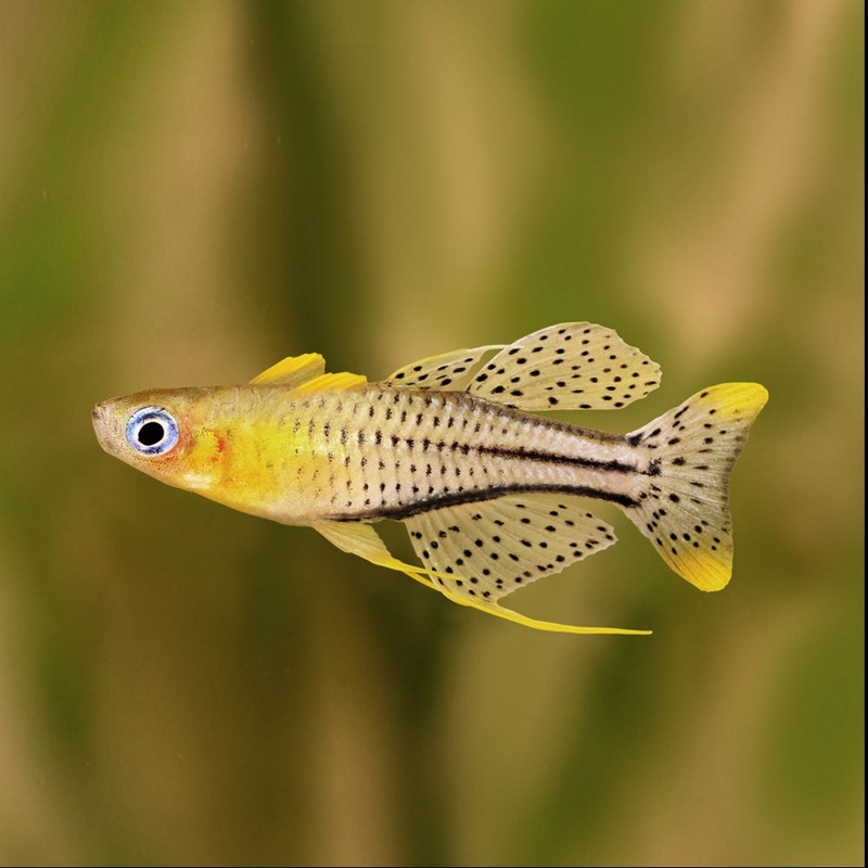 Gertrude's Spotted Blue Eye Rainbow 2.2-2.5cm