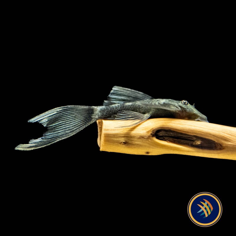 Green Dragon Long-Fin Ancistrus Pleco (2+") (PlecoCeramics)