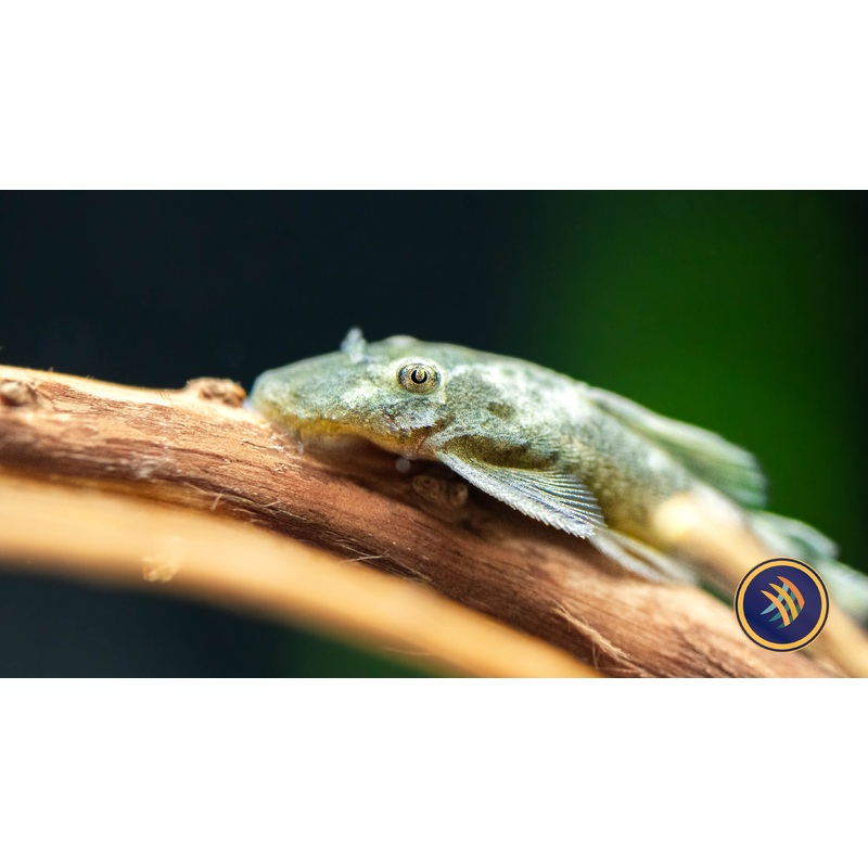 Green Dragon Short-Fin Ancistrus Pleco (PlecoCeramics)