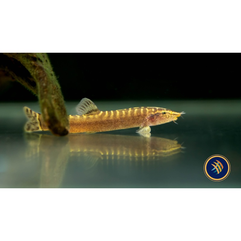 Guilin Loach (Leptobotia guilinensis)