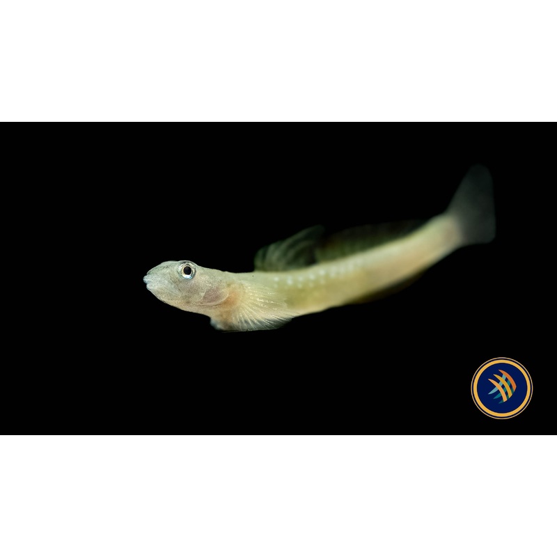 High Fin Rainbow Goby (Sicyopus cebuensis)