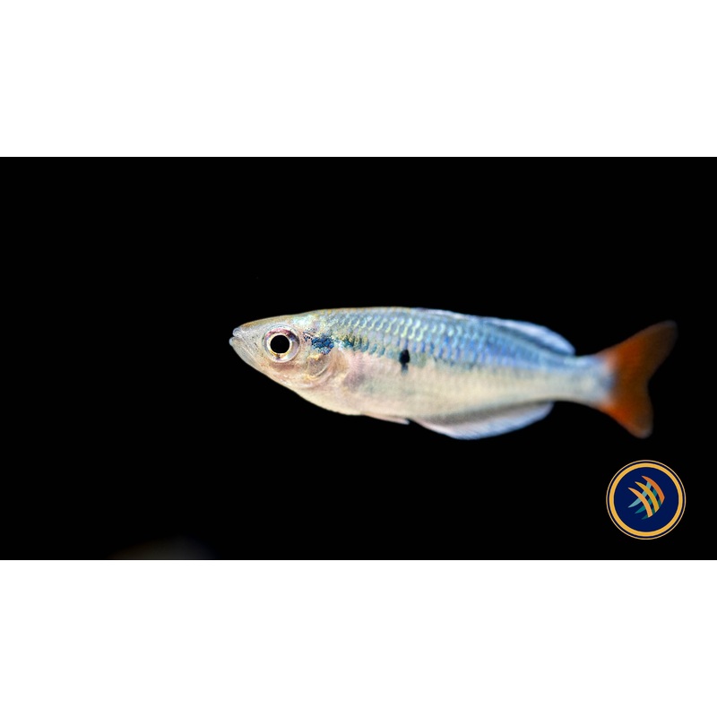 Kali Tawa Rainbow Fish Melanotaenia sp.  Medium Aquarium Glaser