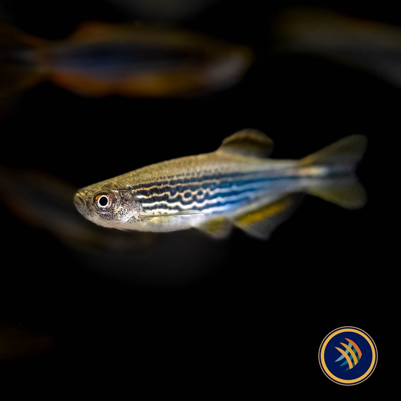 Kyathit Danio