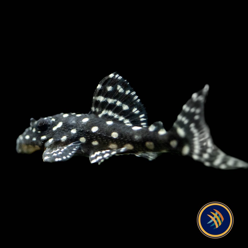 L136b Hypancistrus Pleco (PlecoCeramics)
